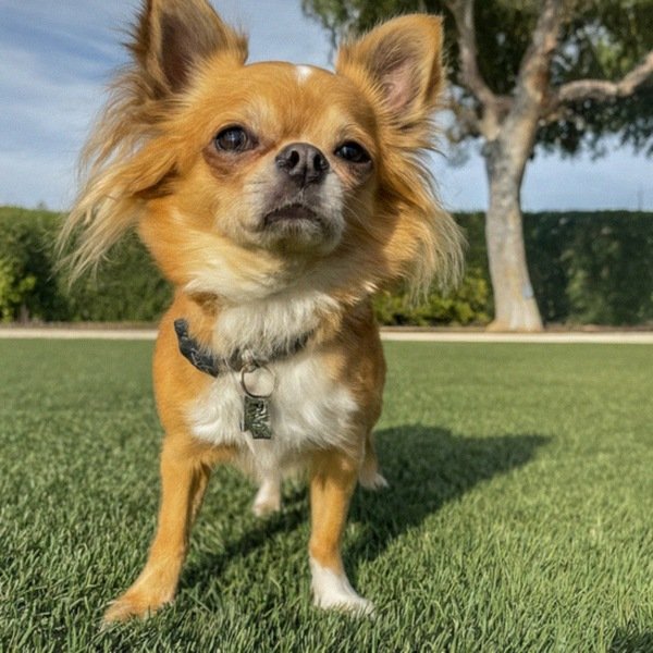long haired chihuahua in Irvine, California