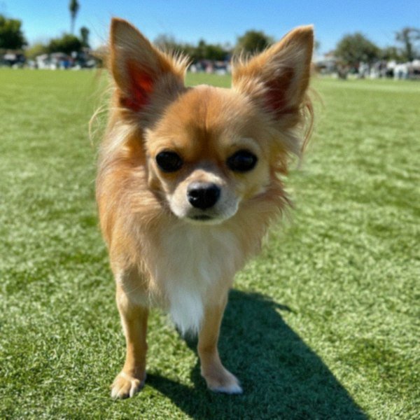 long haired chihuahua in Lancaster, California