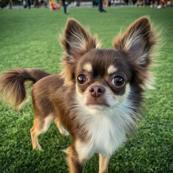 long haired chihuahua in Long Beach, California