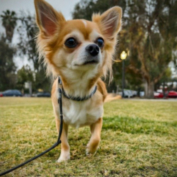 long haired chihuahua in Los Angeles, California