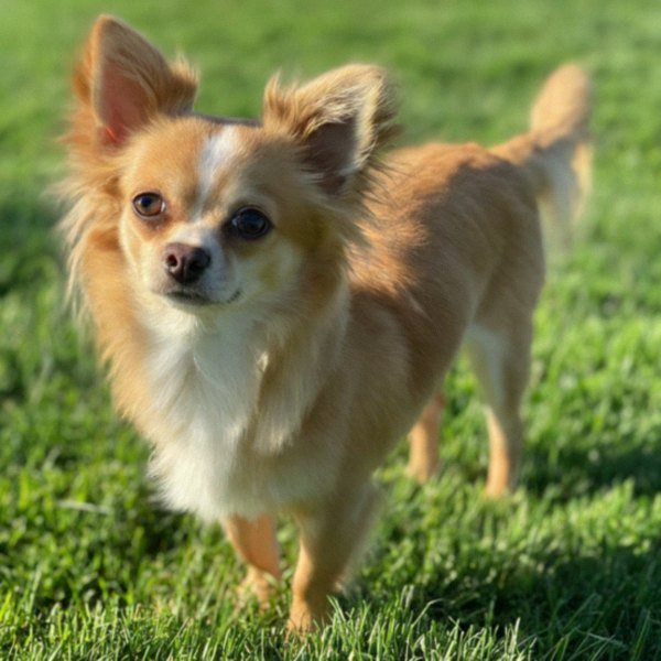 long haired chihuahua in Modesto, California