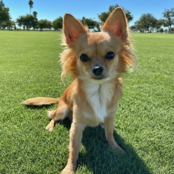 long haired chihuahua in Moreno Valley, California
