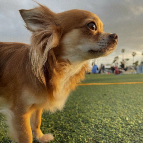 long haired chihuahua in Oxnard, California