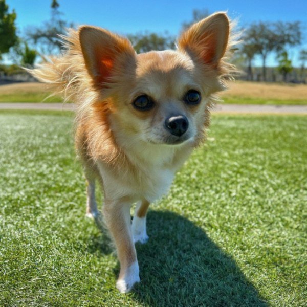 long haired chihuahua in Palmdale, California