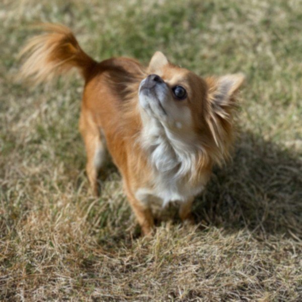 long haired chihuahua in Sacramento, California