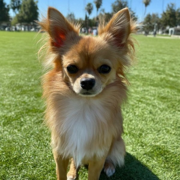 long haired chihuahua in San Bernardino, California