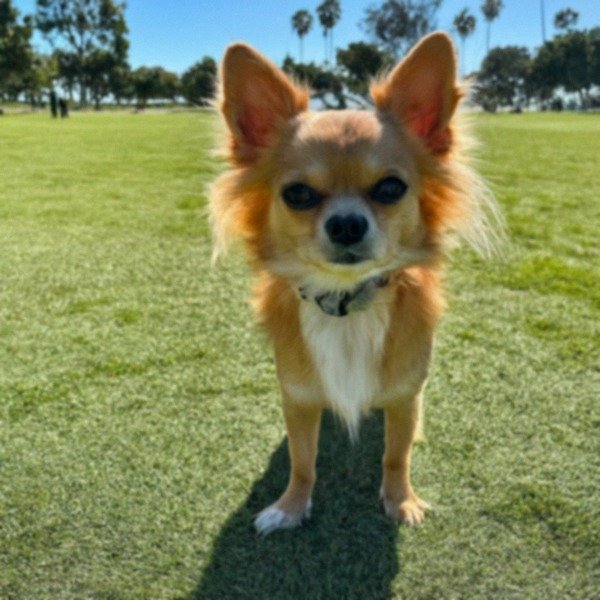 long haired chihuahua in San Diego, California