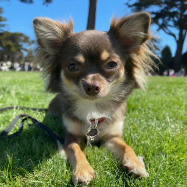 long haired chihuahua in San Francisco, California