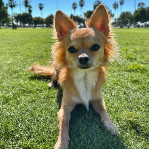 long haired chihuahua in Santa Ana, California