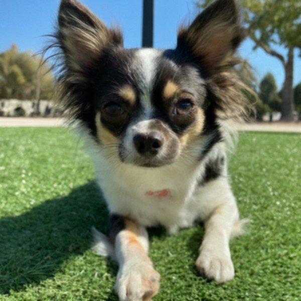 long haired chihuahua in Santa Clarita, California