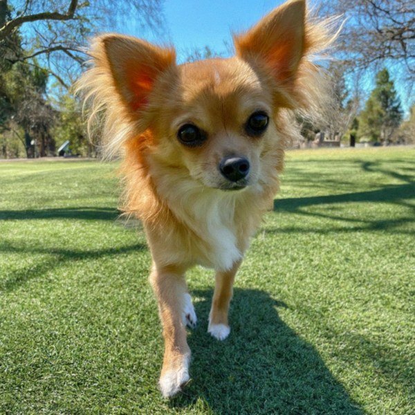 long haired chihuahua in Sunnyvale, California