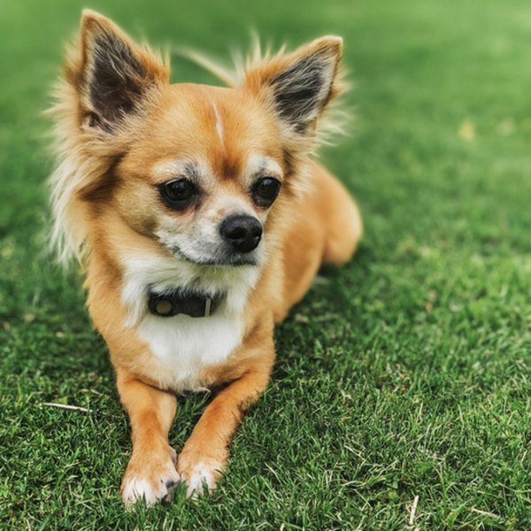 long haired chihuahua in Arlington, texas