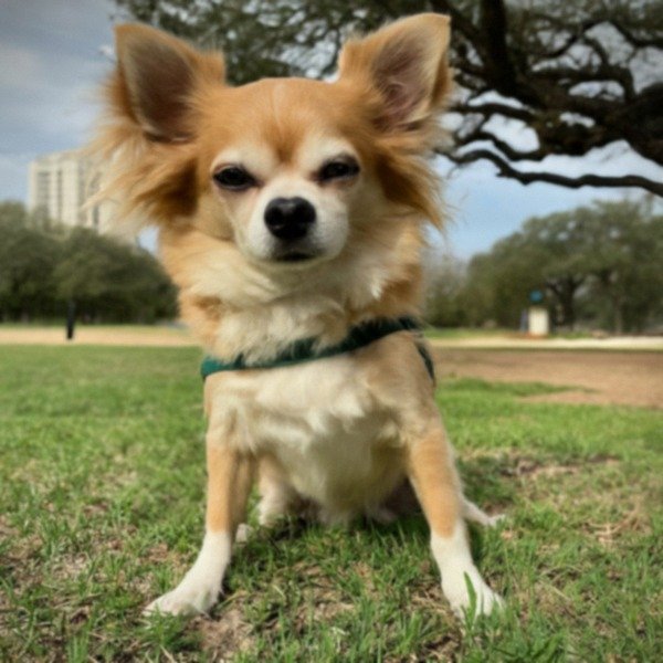 long haired chihuahua in Austin, texas