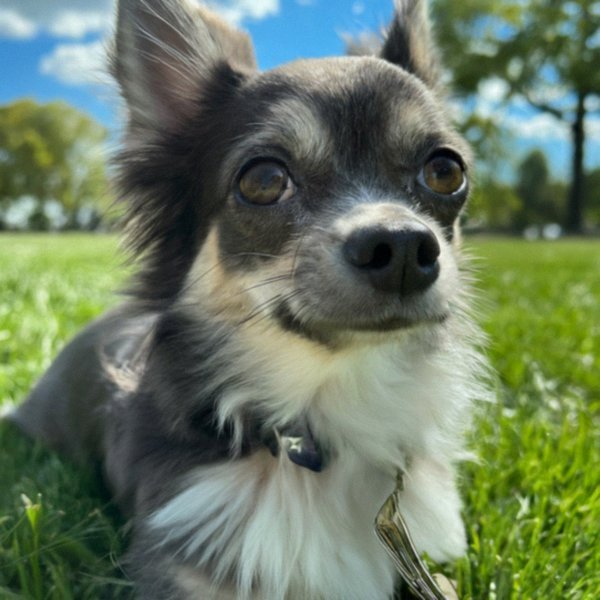 long haired chihuahua in Buffalo, new york