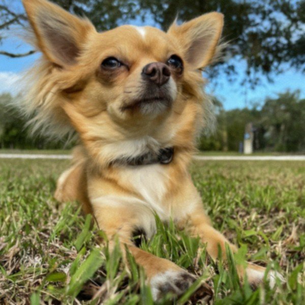 long haired chihuahua in Cape Coral, florida