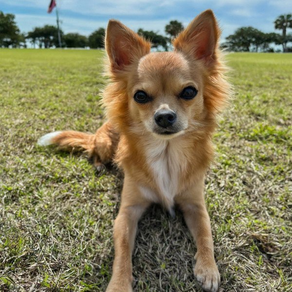 long haired chihuahua in Corpus Christi, texas