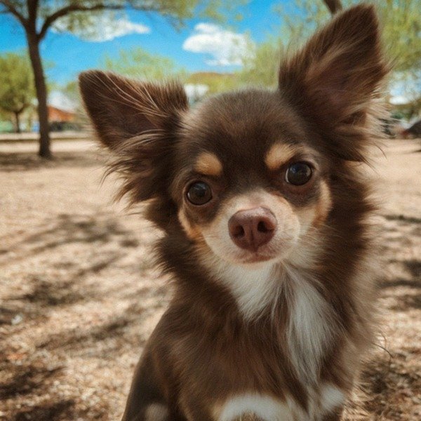 long haired chihuahua in El Paso, texas
