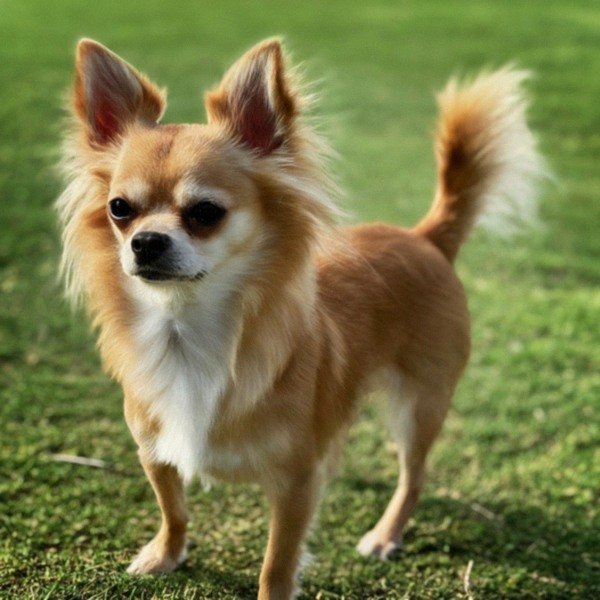 long haired chihuahua in Fort Worth, texas
