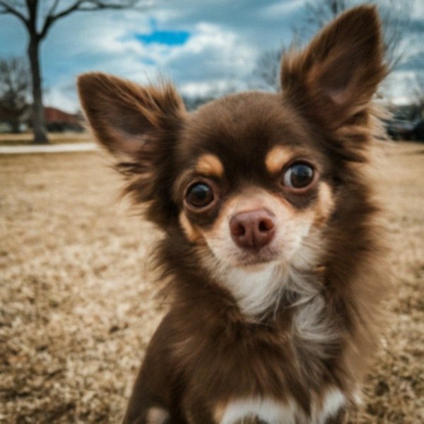 long haired chihuahua in Grand Prairie, texas
