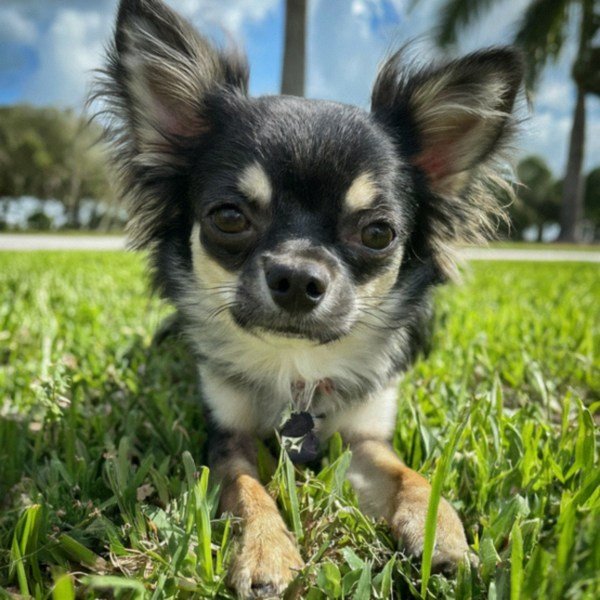 long haired chihuahua in Hialeah, florida