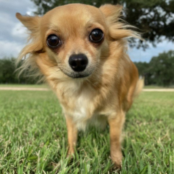 long haired chihuahua in Houston, texas