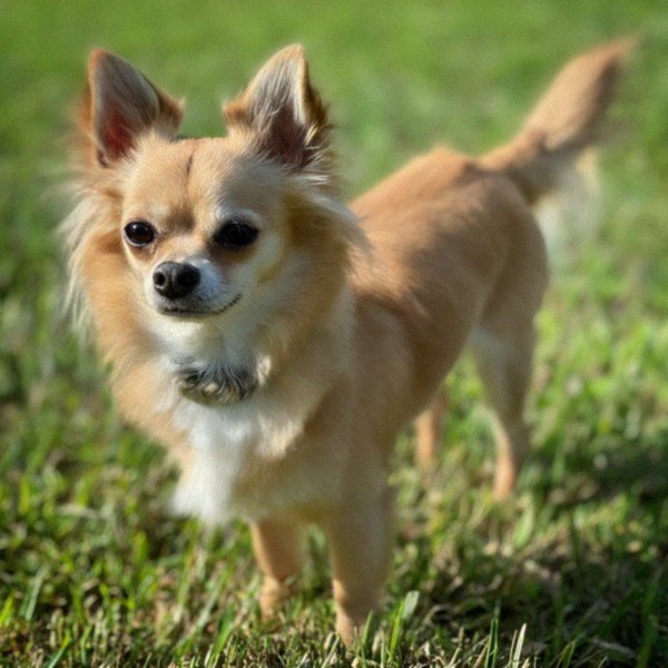 long haired chihuahua in Jacksonville, florida