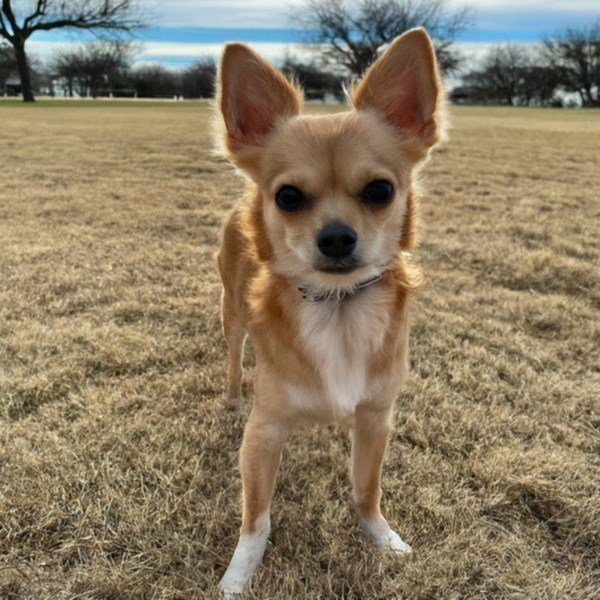 long haired chihuahua in Lubbock, texas