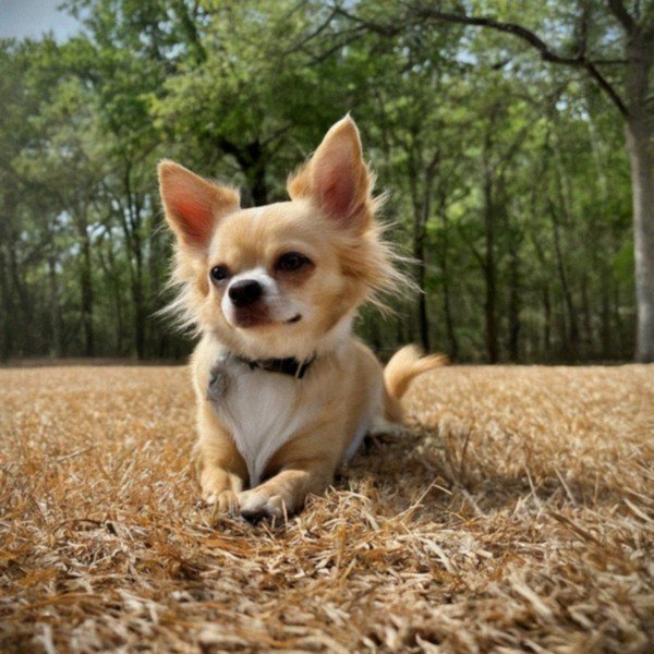long haired chihuahua in Mckinney, texas