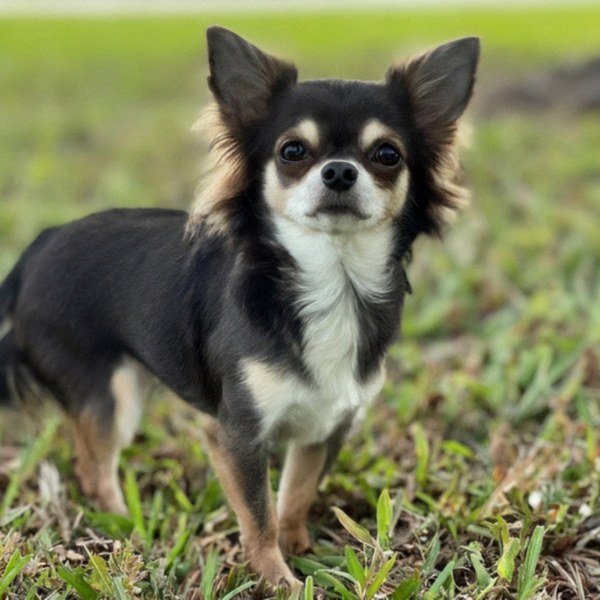 long haired chihuahua in Pembroke Pines, florida