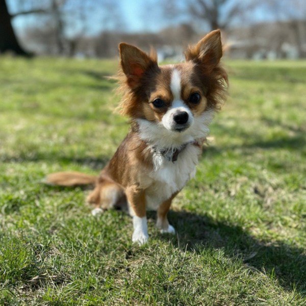 long haired chihuahua in Philadelphia, pennsylvania