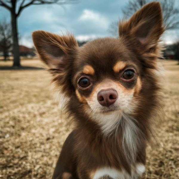 long haired chihuahua in Plano, texas