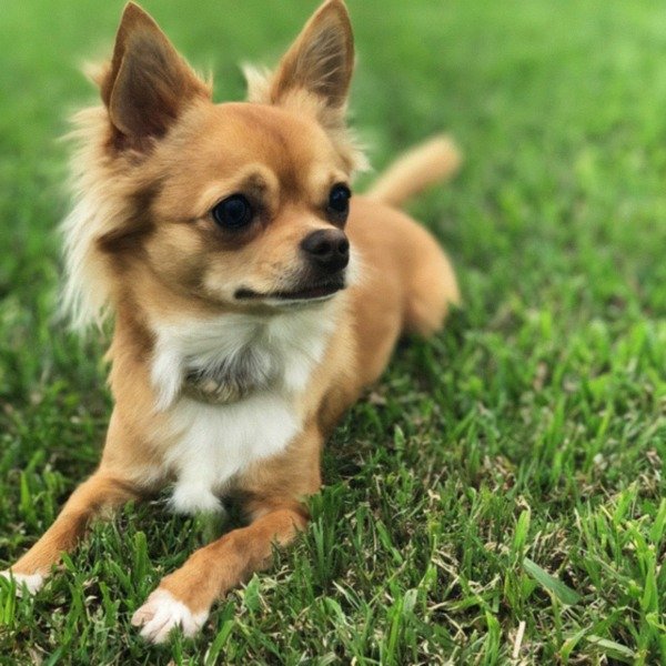 long haired chihuahua in Port St. Lucie, florida