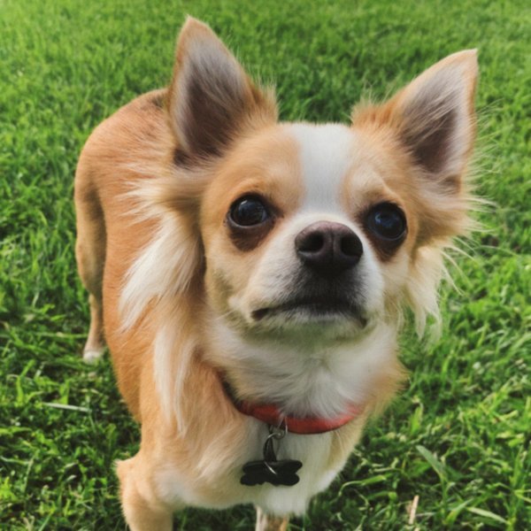 long haired chihuahua in San Antonio, texas