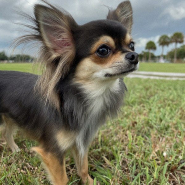 long haired chihuahua in St. Petersburg, florida