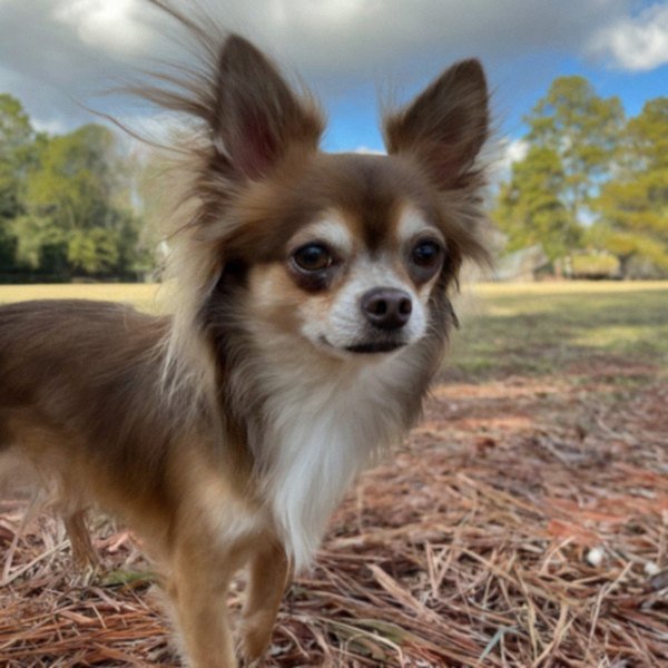 long haired chihuahua in Tallahassee, florida