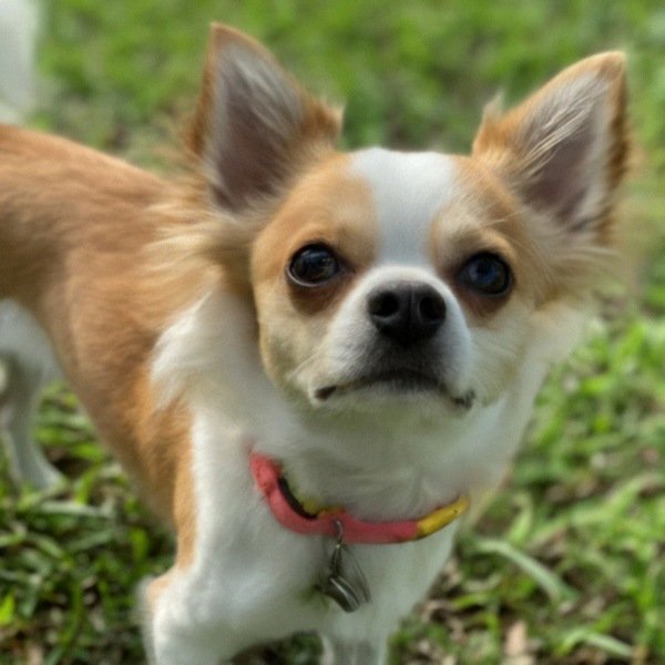 long haired chihuahua in Tampa, florida