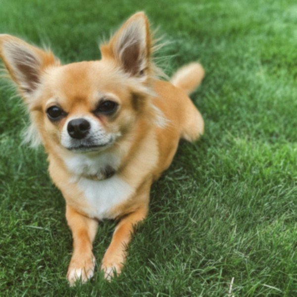 long haired chihuahua in Yonkers, new york