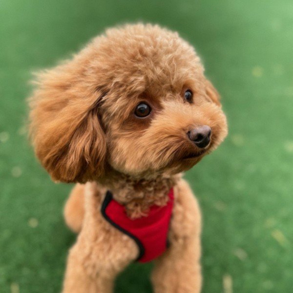 teacup poodle in Anaheim, california