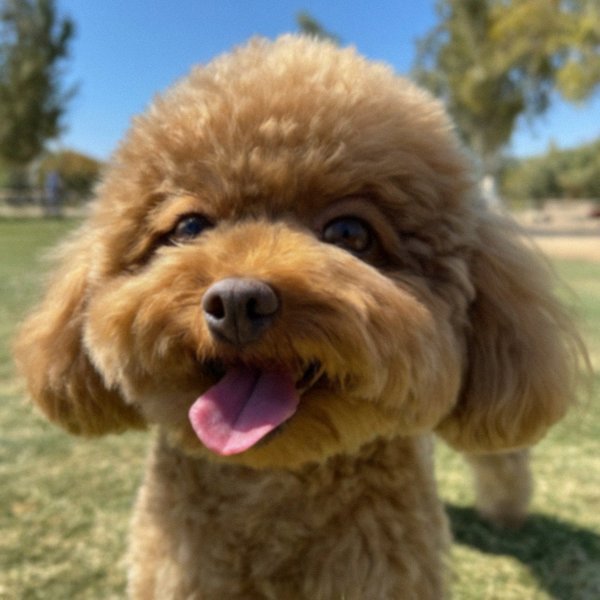 teacup poodle in Bakersfield, california