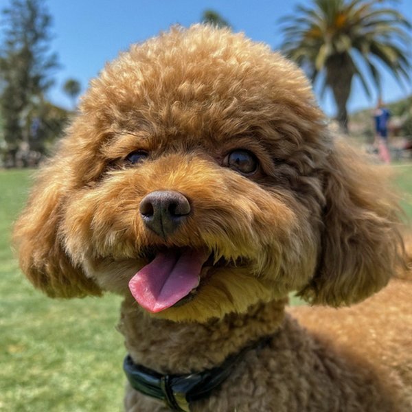 teacup poodle in Chula Vista, california