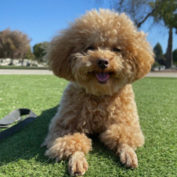 teacup poodle in Fremont, california