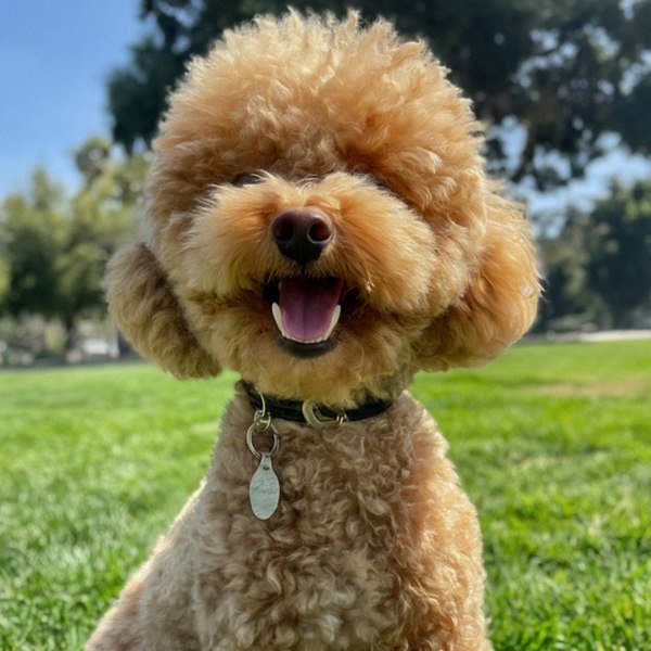 teacup poodle in Los Angeles, california