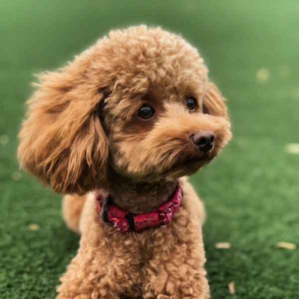 teacup poodle in Oakland, california