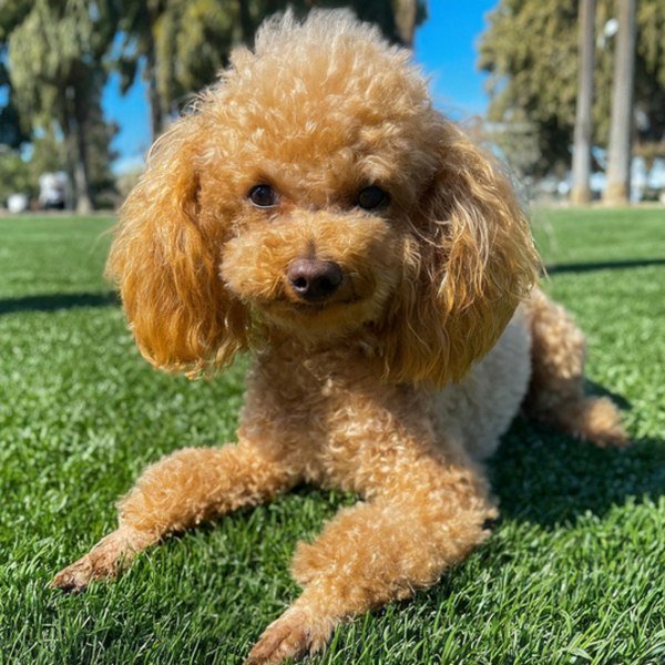 teacup poodle in Riverside, california