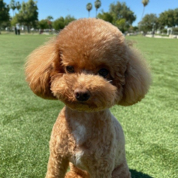 teacup poodle in San Bernardino, california