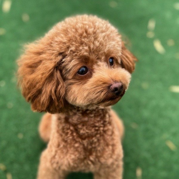 teacup poodle in San Diego, california