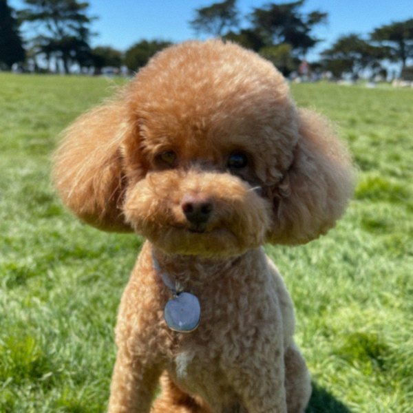 teacup poodle in San Francisco, california