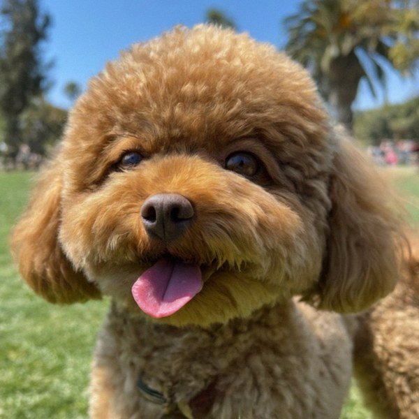 teacup poodle in Santa Ana, california