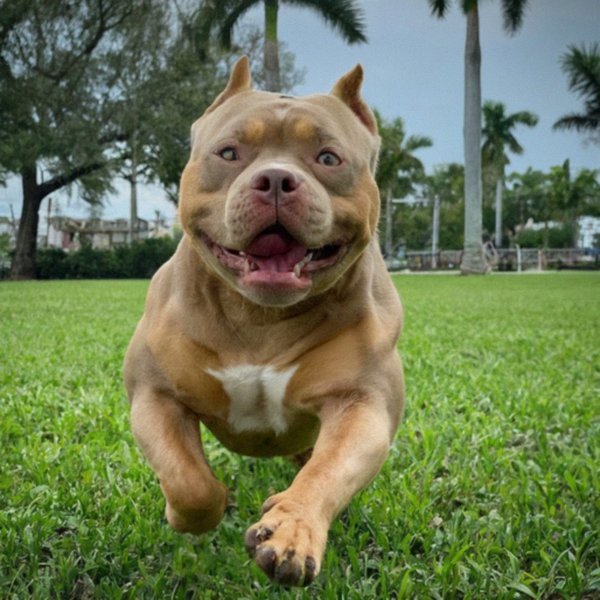 American Bully in Cape Coral, Florida