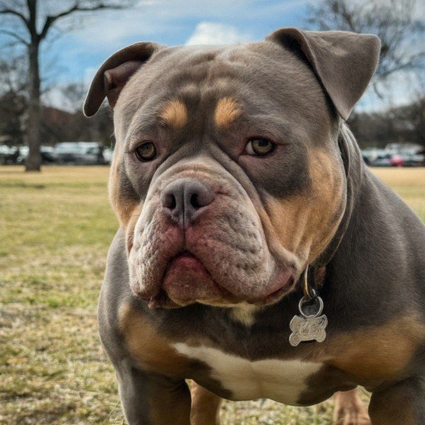 American Bully in Fort Worth, Texas